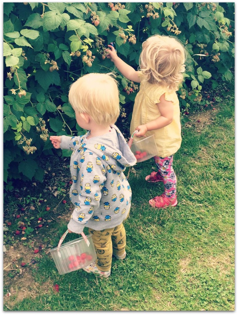 fruit picking