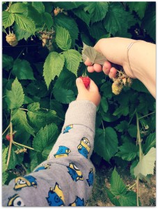fruit picking
