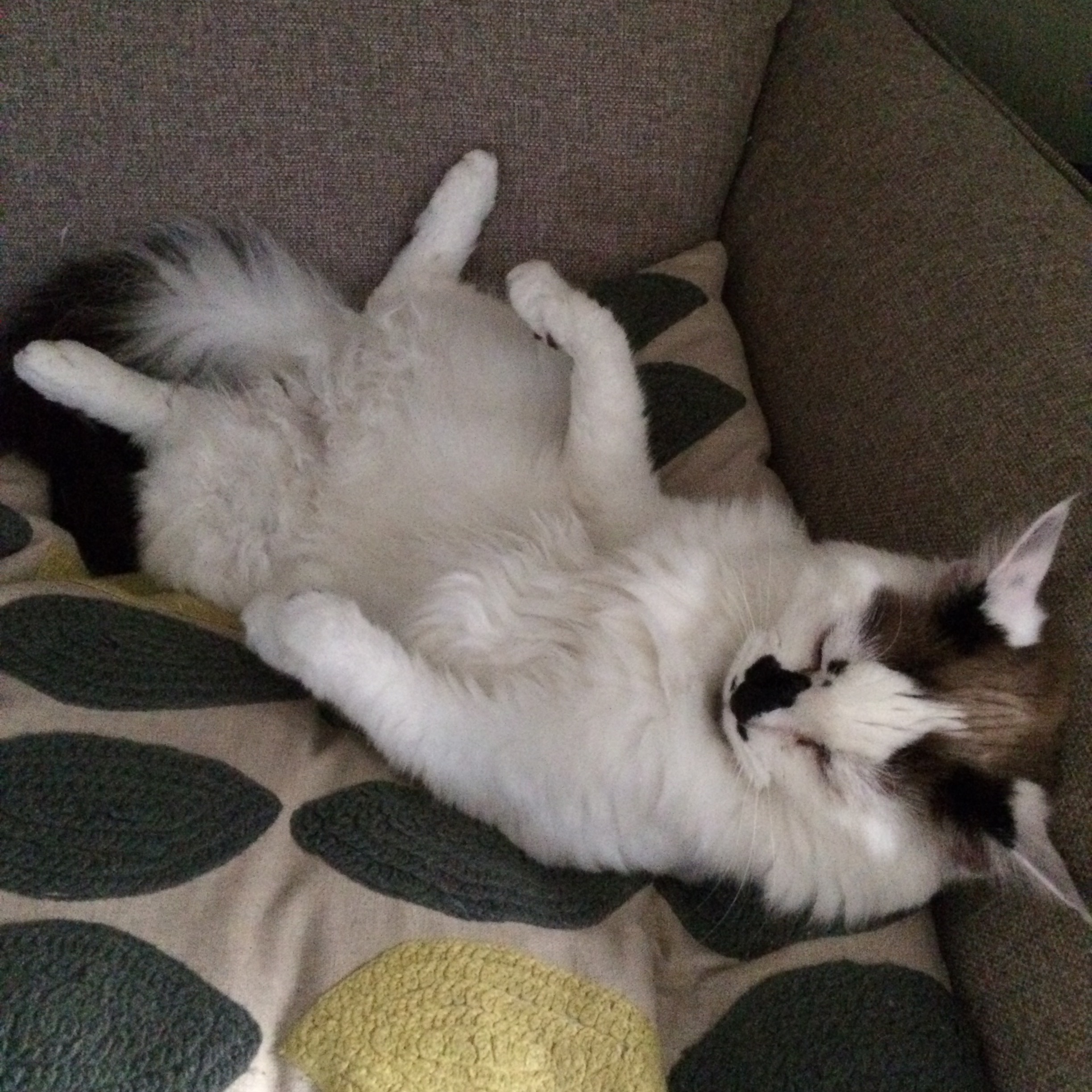 luna cats 2