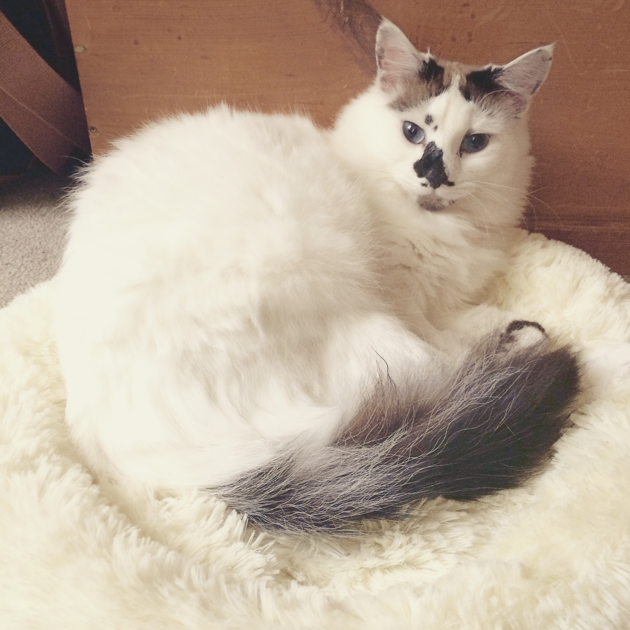 luna cats