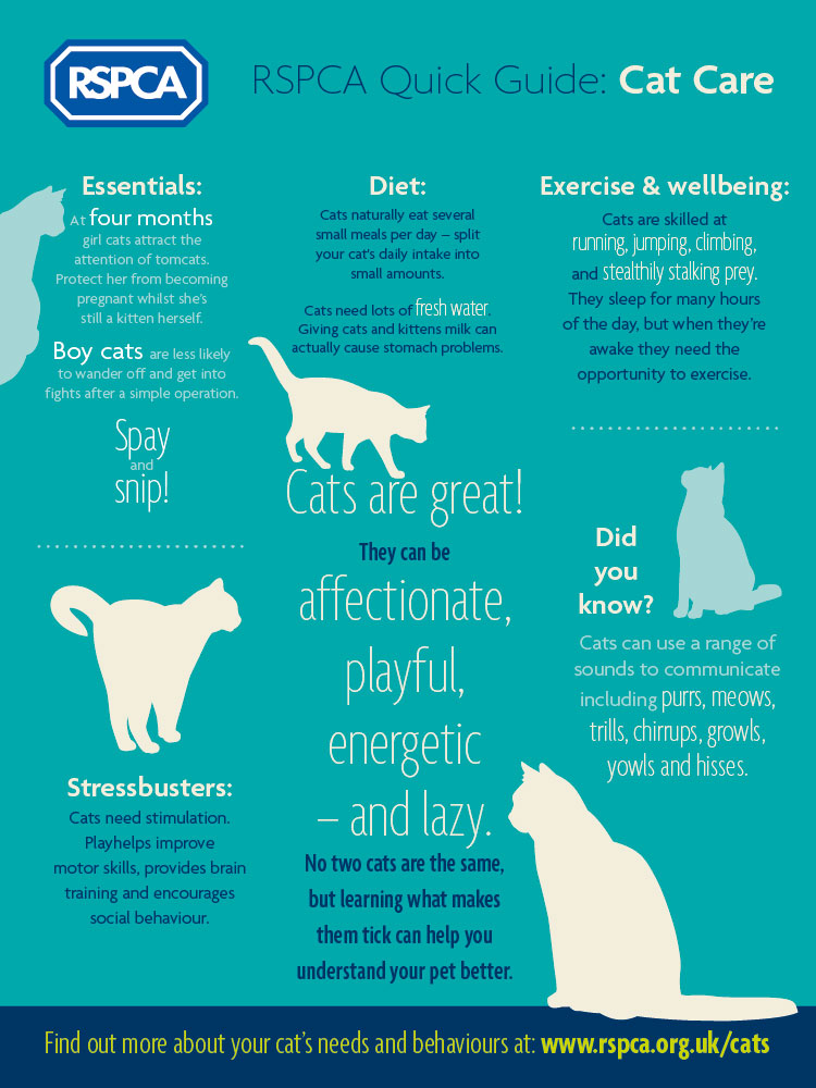 What Makes Cats Great? InternationalCatDay Lamb & Bear