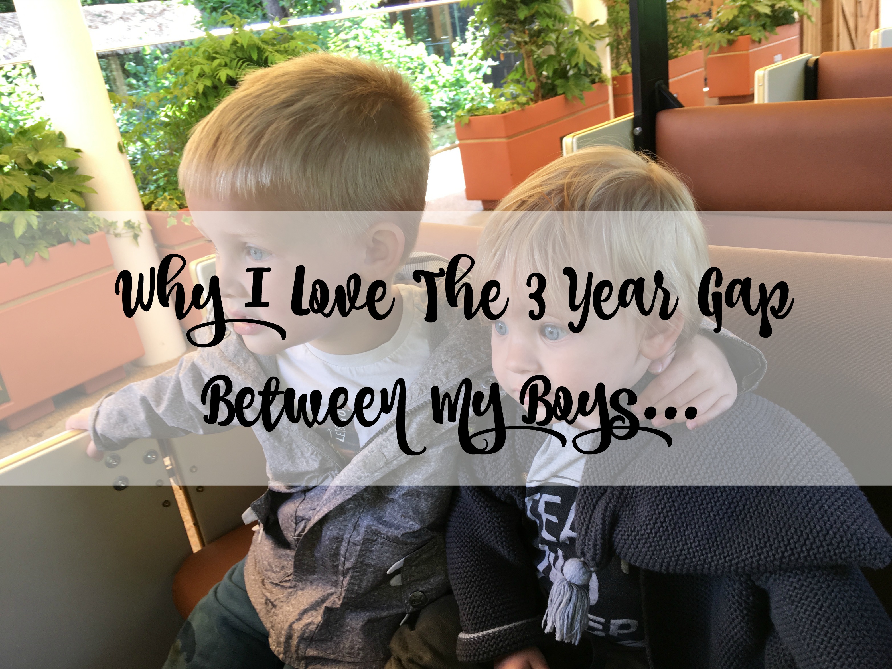 3 year gap lamb and bear title