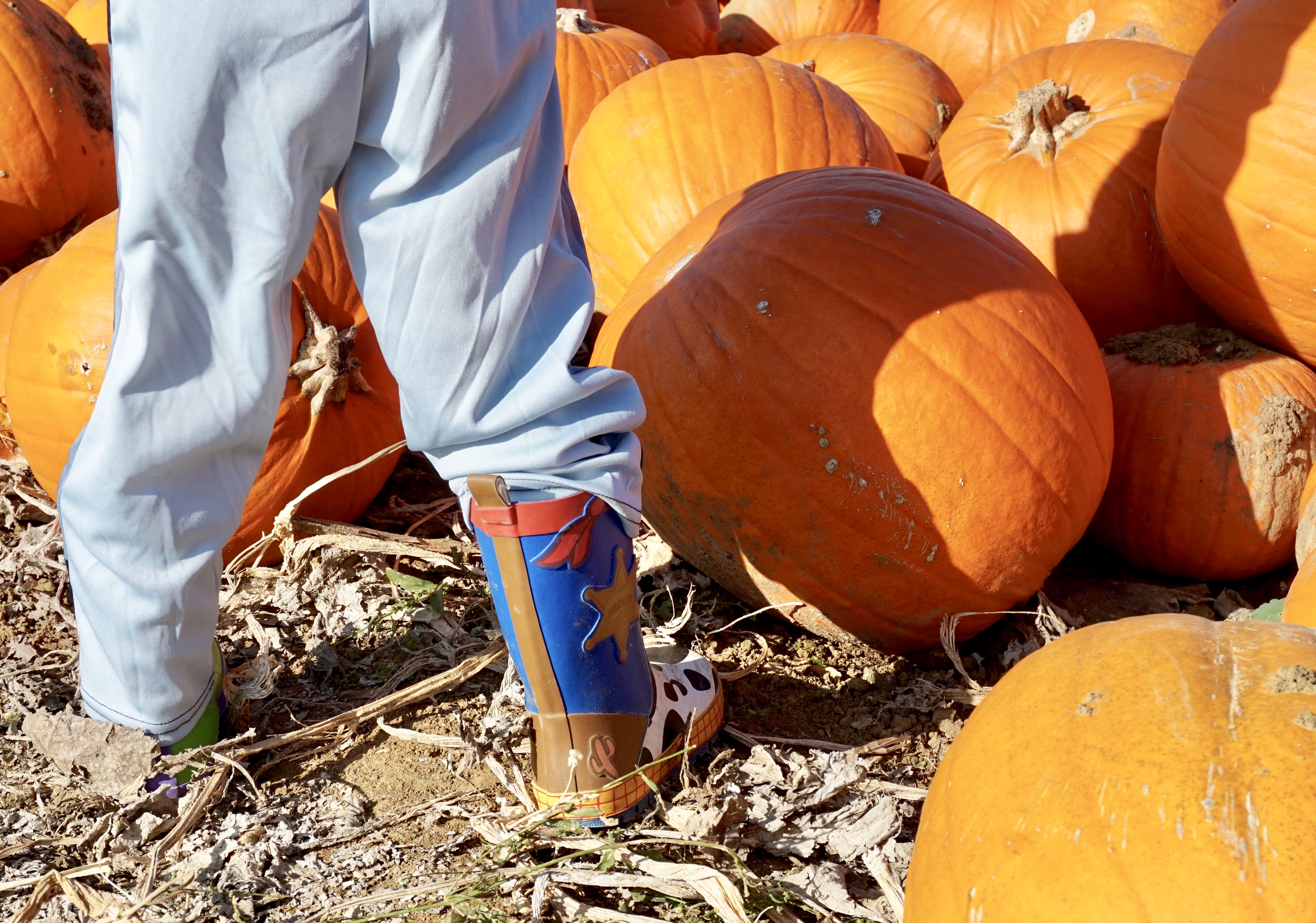 picking pumpkins