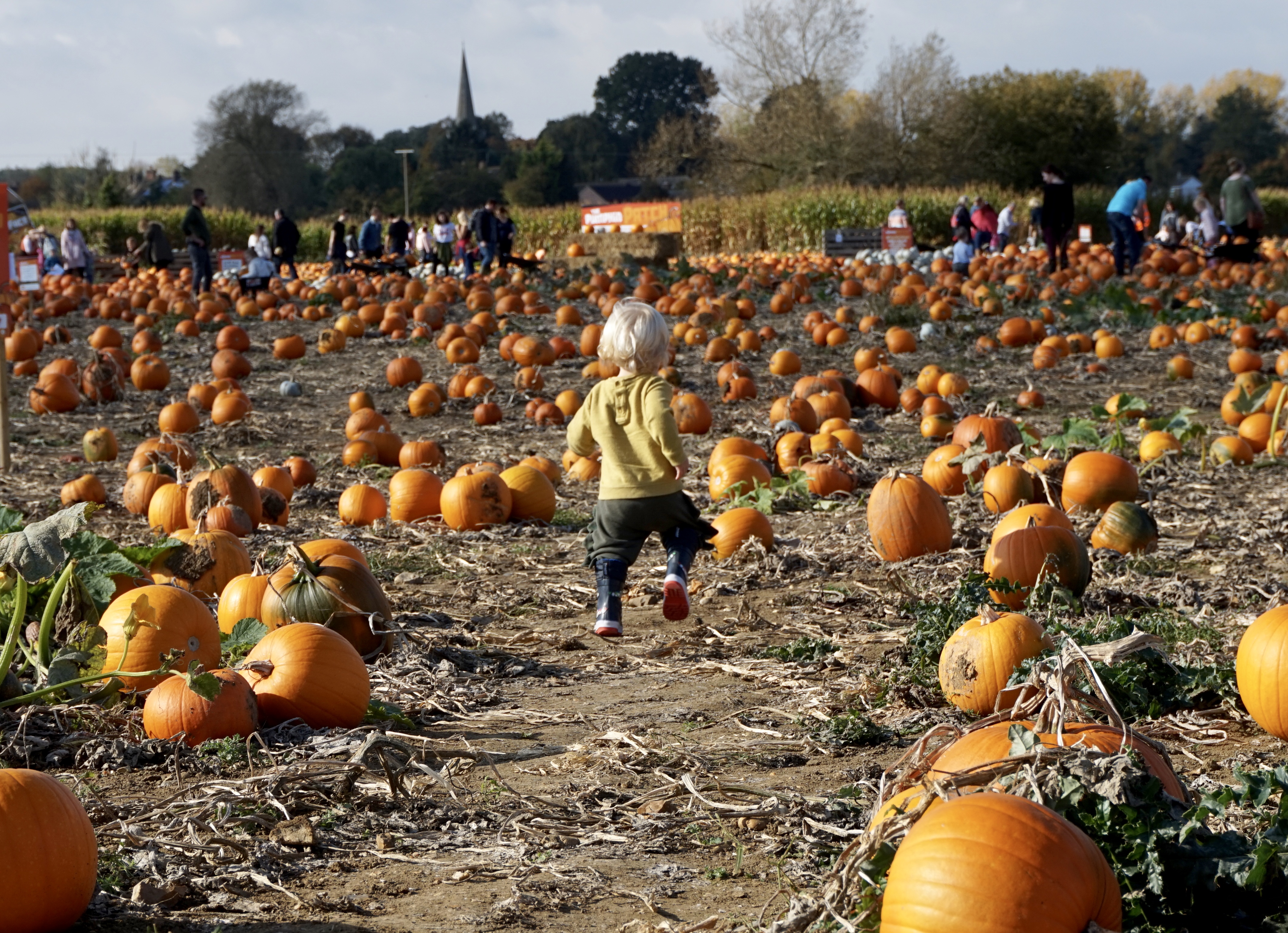 picking pumpkins