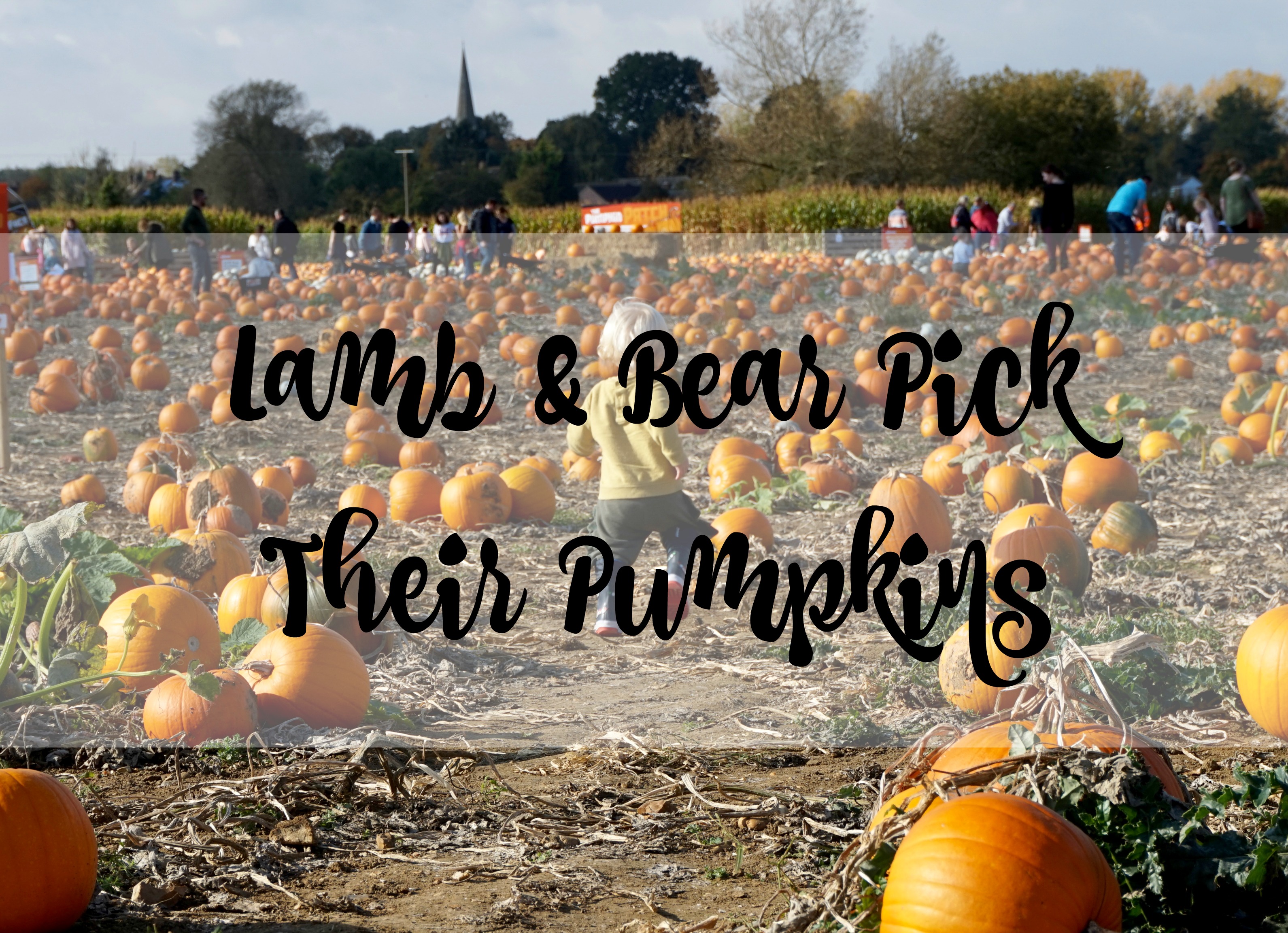 picking pumpkins title