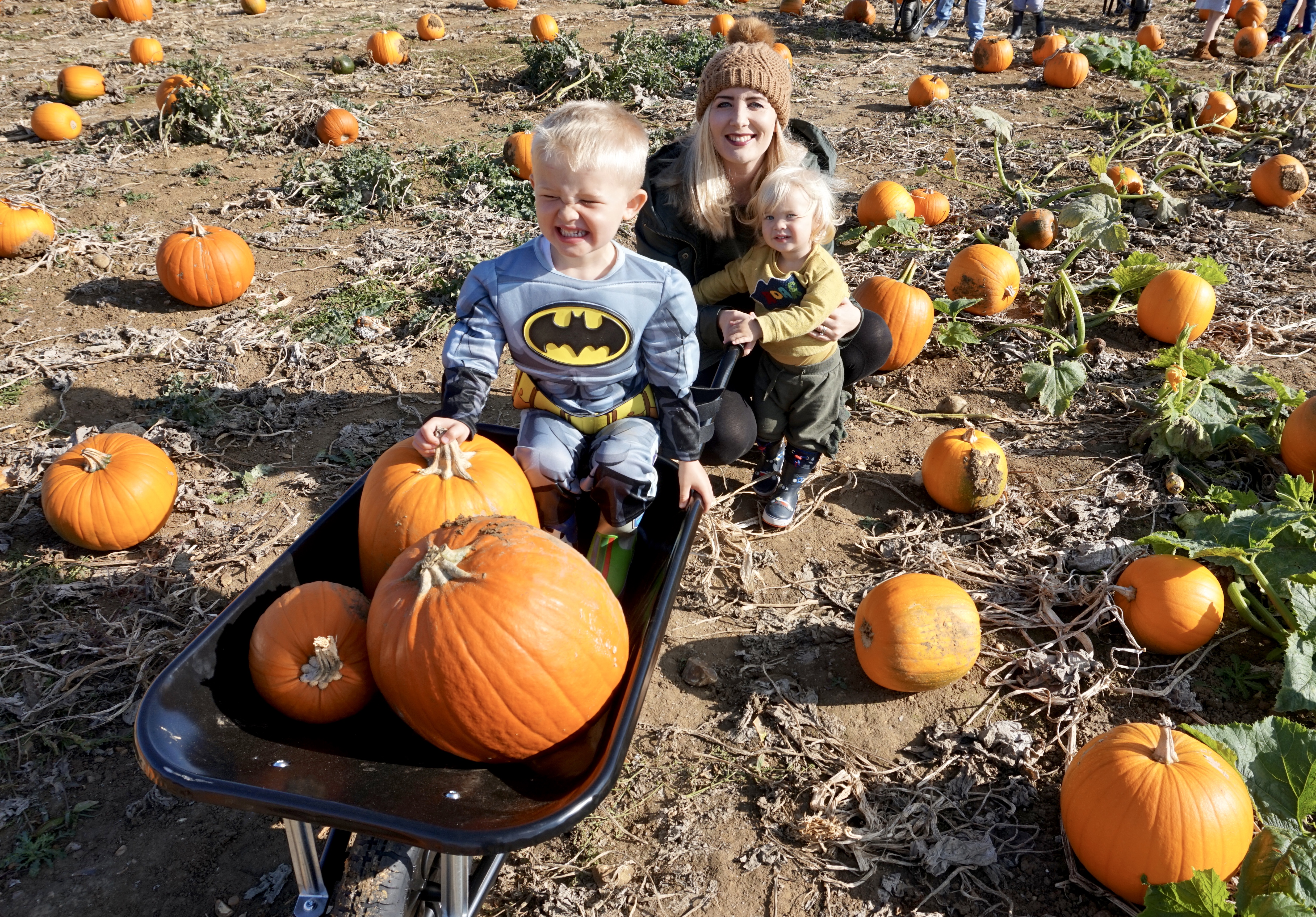 picking pumpkins