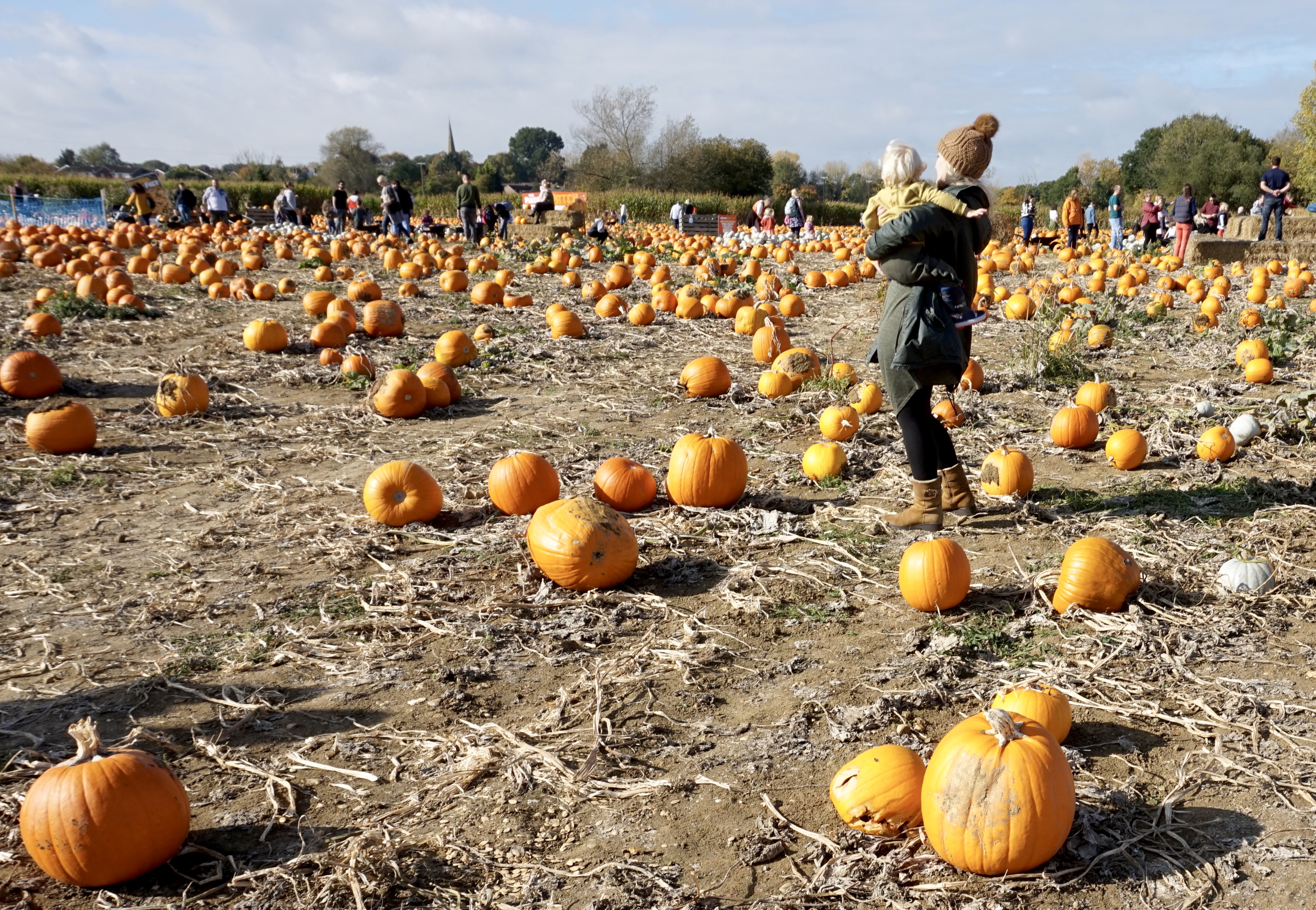 picking pumpkins