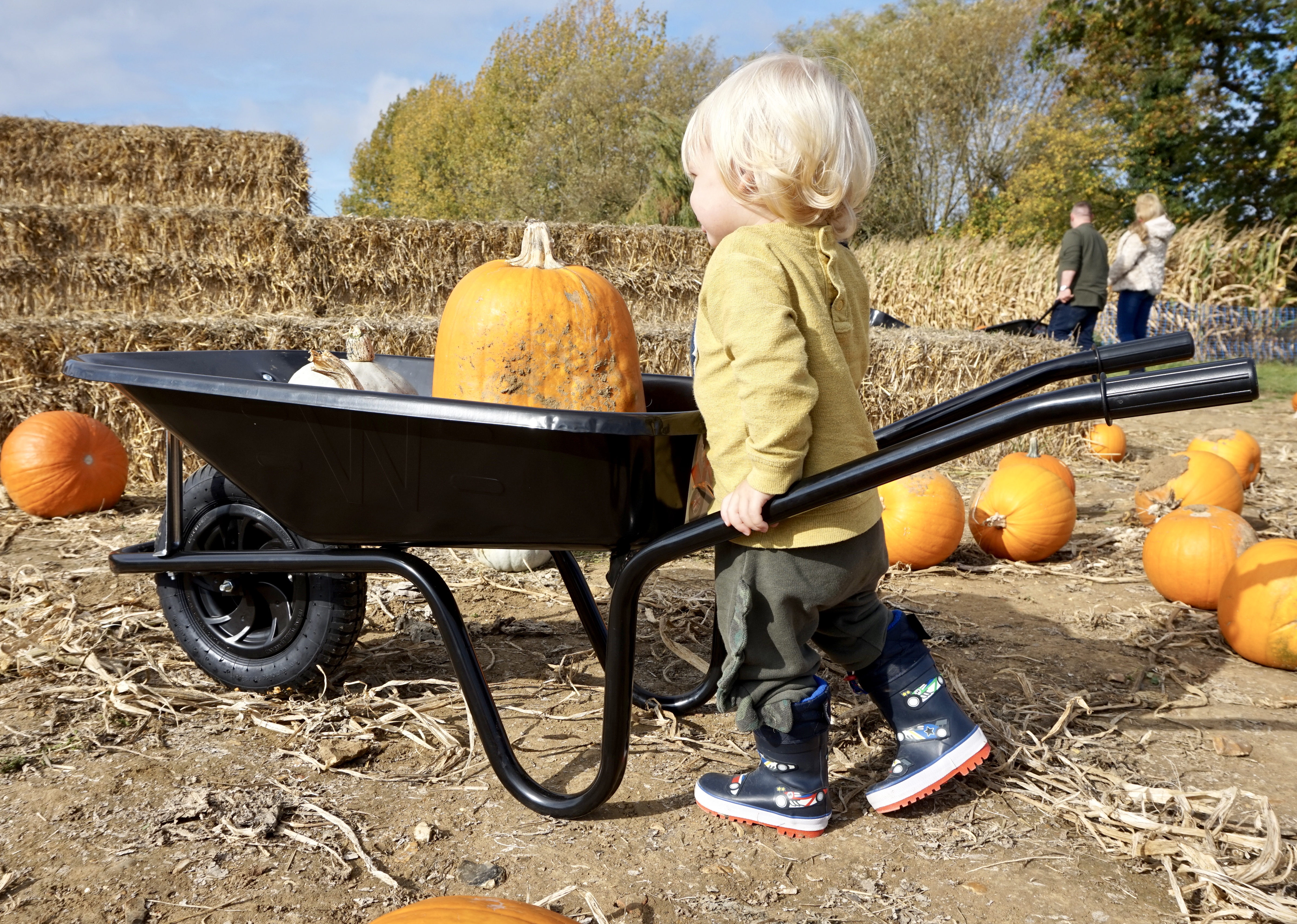 picking pumpkins