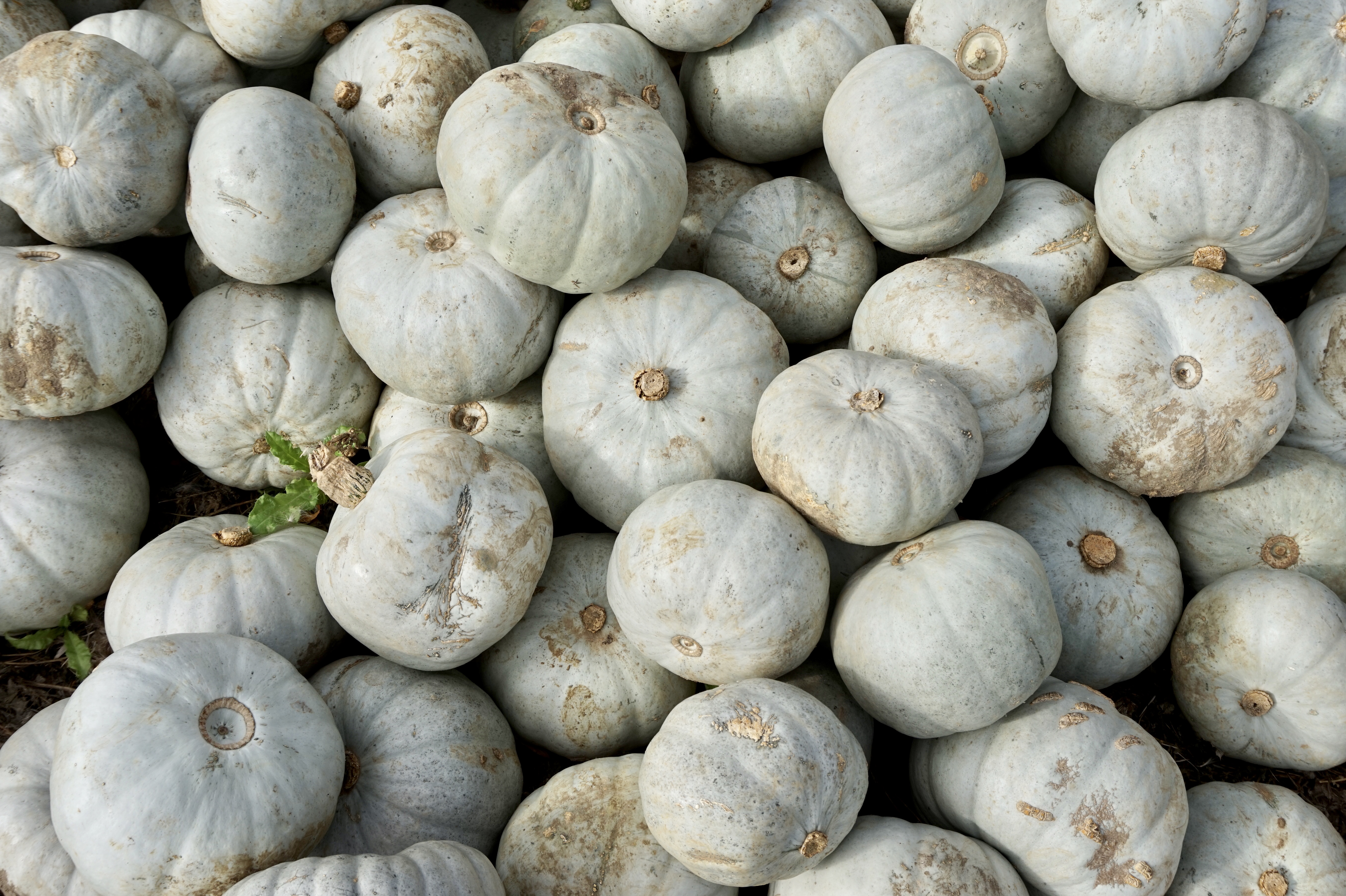picking pumpkins