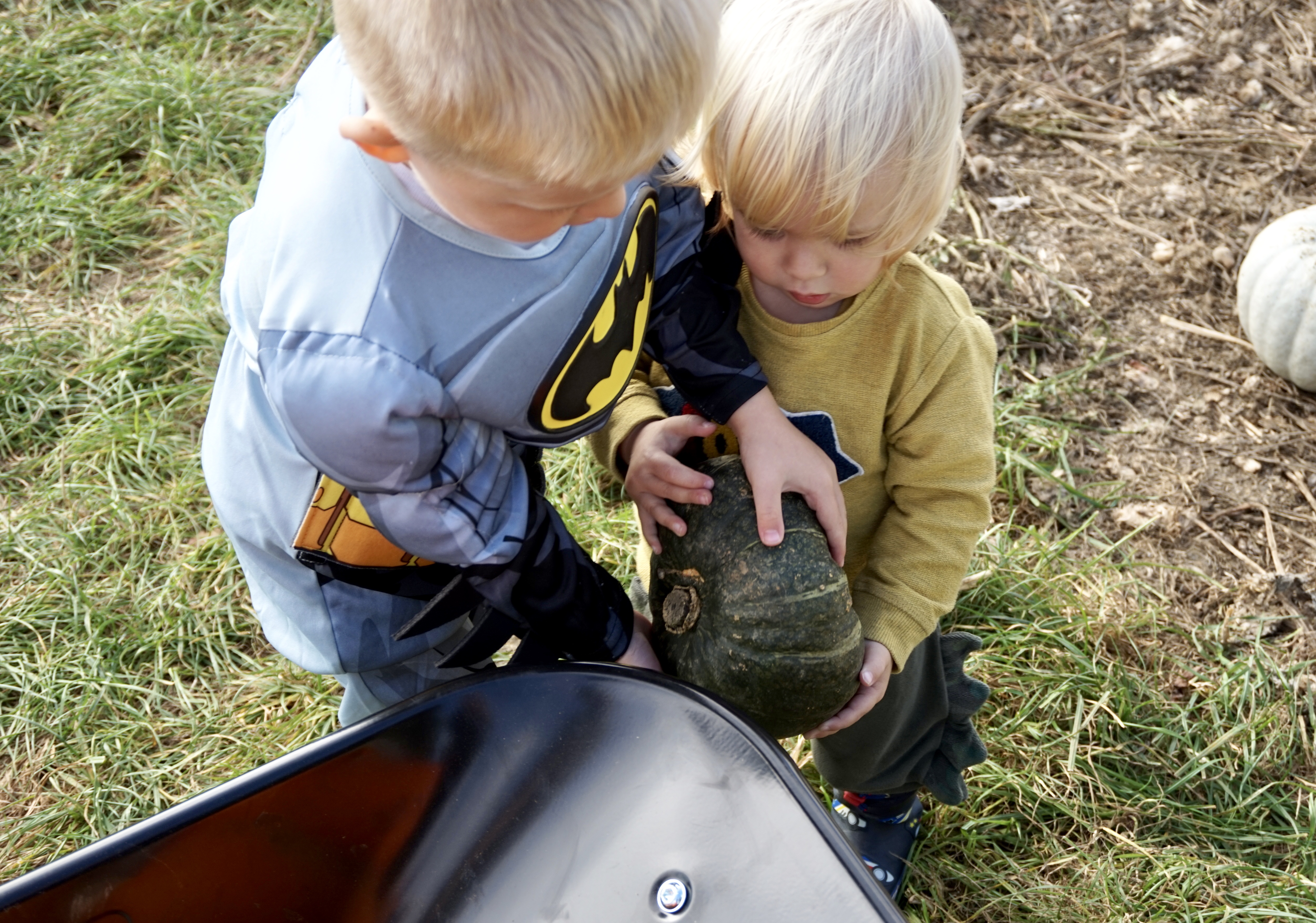 picking pumpkins
