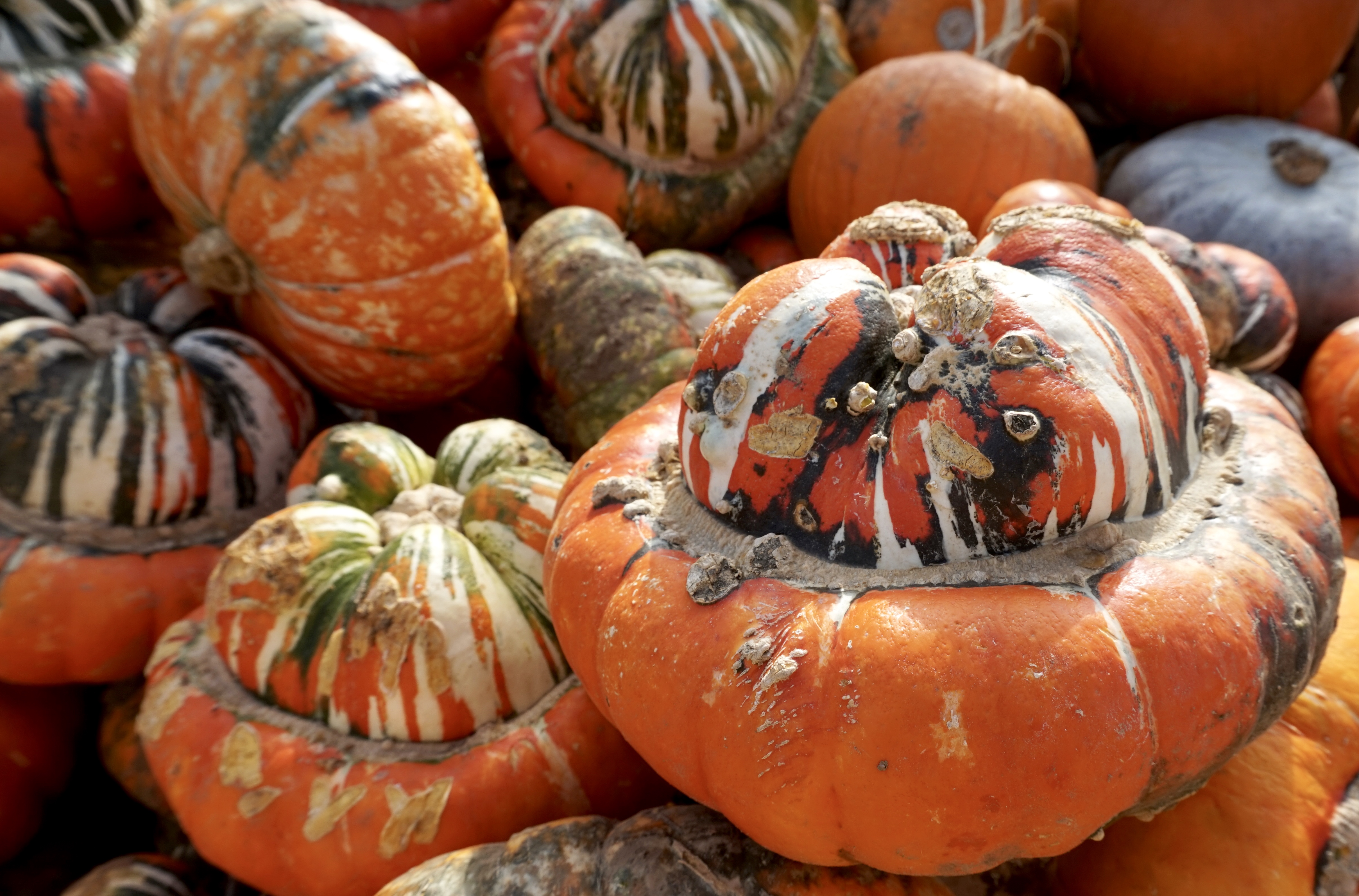 picking pumpkins