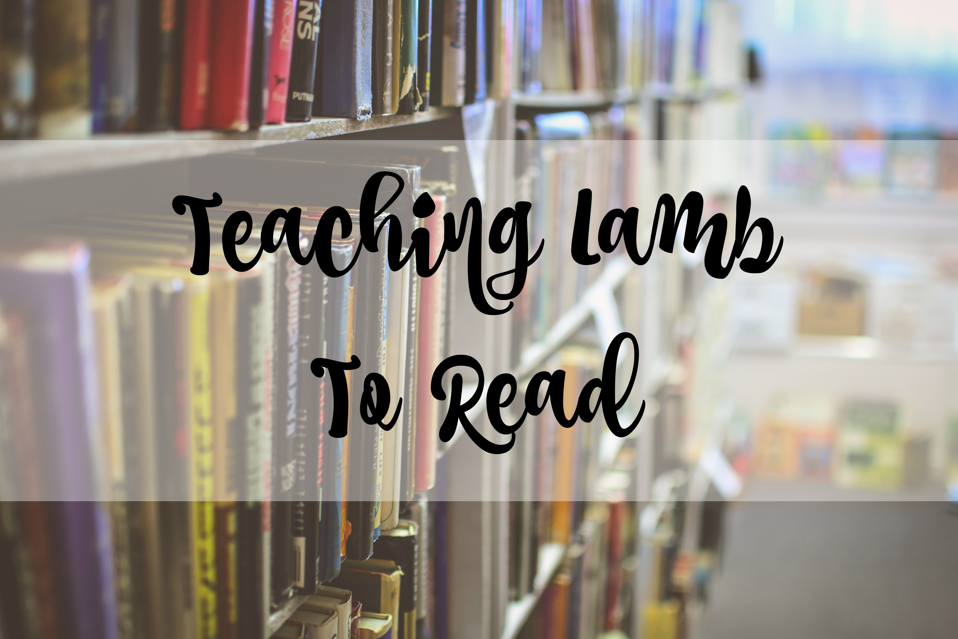 teaching lamb to read title
